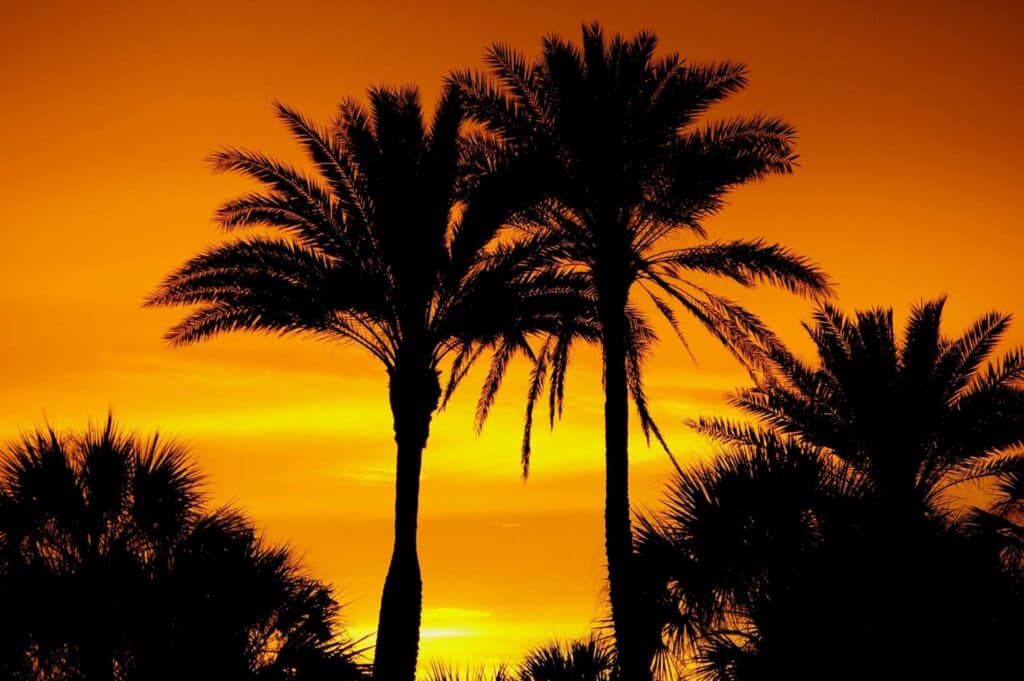Palm Trees and Florida Sunset